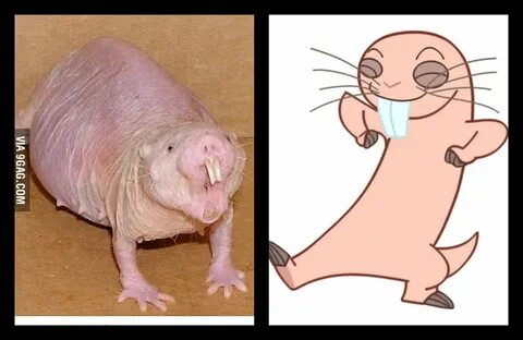 I THOUGHT RUFUS FROM KIM POSSIBLE IS CUTE :(((((( - 9GAG