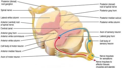 Figure 8 from Anatomical study of superior cluneal nerve and