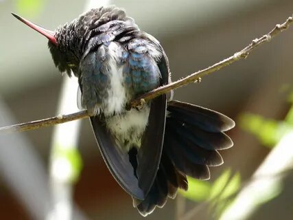 How Often Do Hummingbirds Sleep? - Birdwatching Buzz