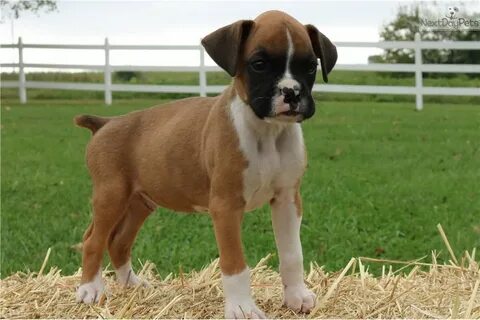 23+ Boxer Puppies Kansas City Missouri Pic - Bleumoonproduct