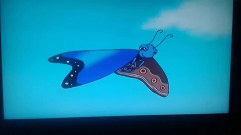 Go Diego go a blue morpho butterfly is born - YouTube