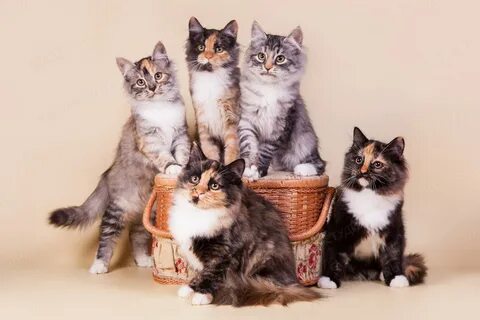 Сибирские котята - Породы кошек с фотографиями - Котостудия