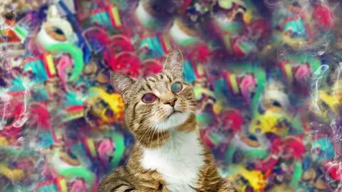 Multi-Colored Cat HD Trippy Wallpapers HD Wallpapers ID #566