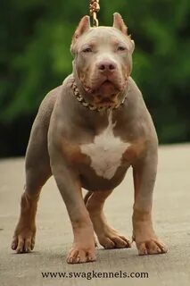 XXL Lilac Tri Bully Puppy Pitbull dog breed, Bully breeds do