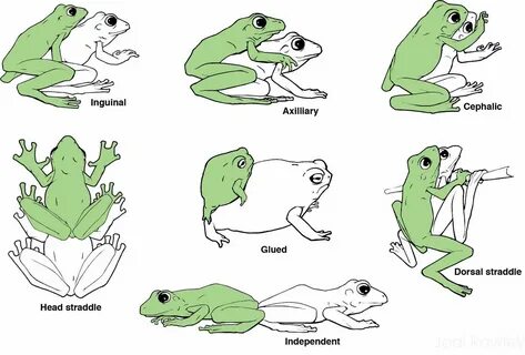 What Is Amplexus?+Types and Importance - Amphibian Life
