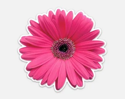 The Best Daisy Laptop Stickers - Good Health Really