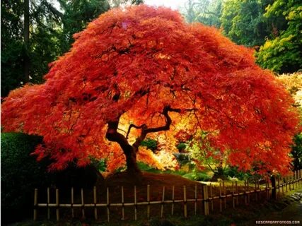 Árboles de hojas rojas Descargar Fondos 