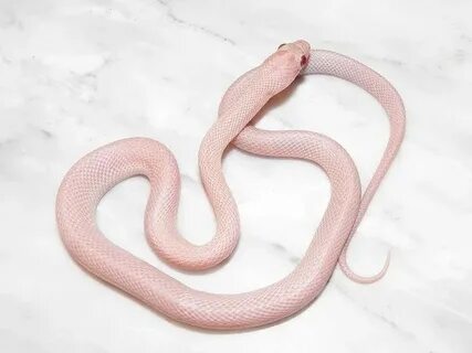 Kingsnake.com - Herpforum - My snake is more patternless tha