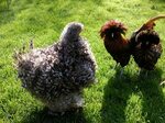 Курчавые куры: древняя порода необычайно красивых кур. Особе
