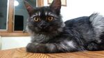 Black Smoke Maine Coon Kitten Meets our Tabby - YouTube