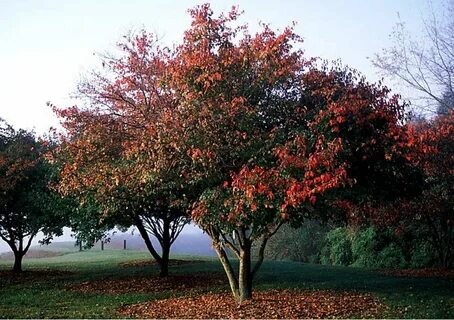 Ginnala maple tree - 57 photo