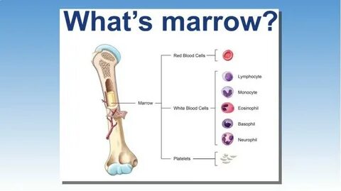 B lood and bone marrow donation - презентация, доклад, проек