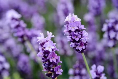 How to grow lavender Growing lavender, Lavender plant, Plant
