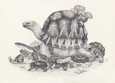 Древняя черепаха арт - 35 фото