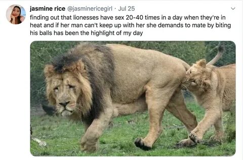 Sexually Exhausted Lion Becomes the Joke of Twitter - Funny 