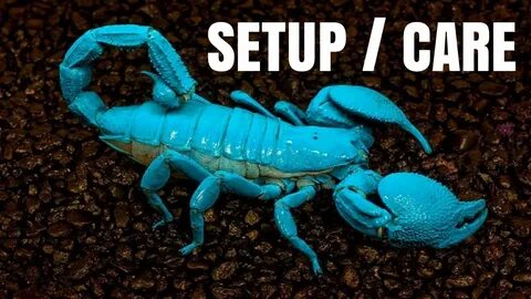 Emperor Scorpion (Tank Setup + Care) - YouTube