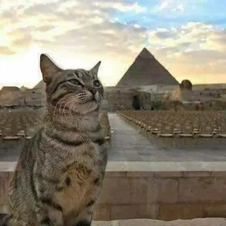 Египетская храмовая кошка (75 фото)