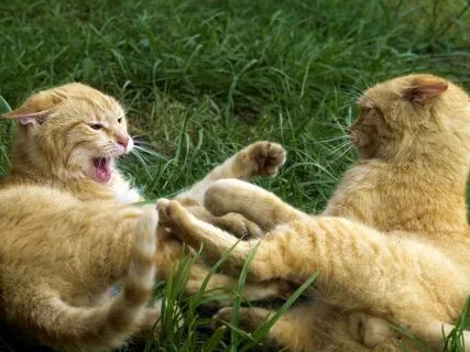 cat fight in grass - Cat Pictures