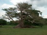 File:The 300-year-old ceiba tree, Vieques, Puerto Rico.JPG -