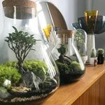 Créez et fabriquez facilement votre terrarium de plantes ! I