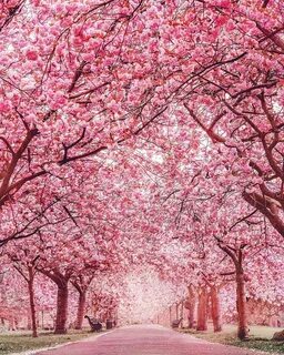 England Travel Check out the cherry blossom in Greenwich Par