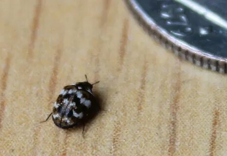 How To Get Rid Of Carpet Beetles - Thebabcockagency