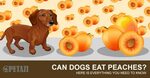 Can Dogs Eat Peaches? The Facts May Surprise You! - Petazi