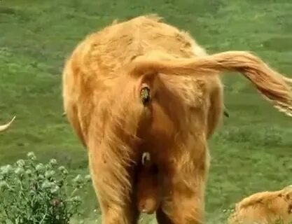 A Highland Cow Pooping GIF Gfycat