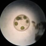 Dinoflagellates Under A Microscope Dyed - #GolfClub