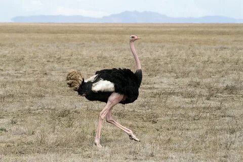 ostrich - Wiktionary