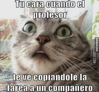 Pin de Lourdes Karina Espinoza en Humor Imagenes de gatos gr