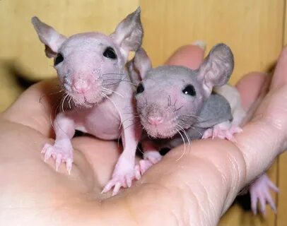 Крыса голая - Сфинкс - Виды грызунов - Marchelache