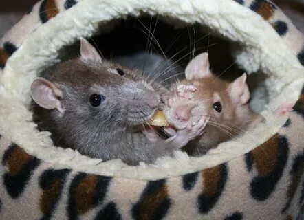 Тростниковые крысы (49 фото)