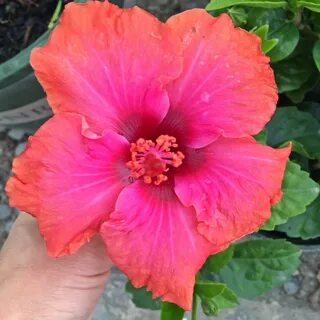 Erin Rachel Hibiscus Hibiscus flowers, Hibiscus, Ornamental 