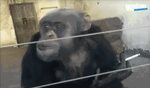 Гифка шимпанзе гиф картинка, скачать gif на GIFER