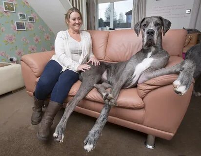 Самые высокие собаки - Сообщество "Позитивов ☺ зы" на DRIVE2