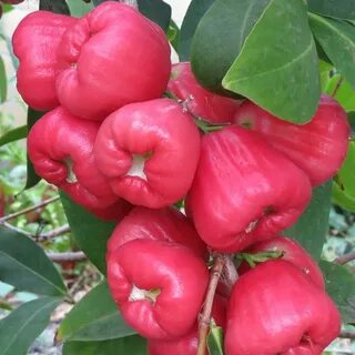 Jambu Wax Apple Plant ( Black King Kong ) Fruit garden, Beau