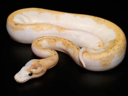 Lesser Mojave Ball Python - Drone Fest