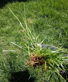 lawn - What is this grassy weed? - Gardening & Landscaping S