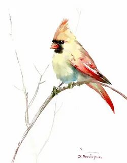 Northern Cardinal,female by Suren Nersisyan Bird drawings, W