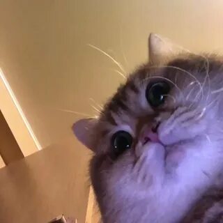 Hosico cat в Твиттере: "I'm reading your comments now 🥰 😬 😳.