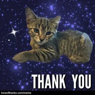 51 Nice Thank You Memes With Cats Thank you cat meme, Cats, 