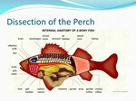 PPT - Fish PowerPoint Presentation, free download - ID:20004