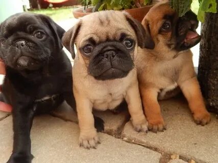 ilovepugs ™ on Twitter Pug puppies for sale, Pug puppies, Pu