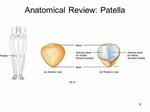 Myology Myology of the Knee. - ppt video online download