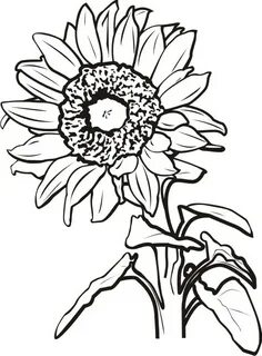 Sunflower Drawing Black And White at GetDrawings Free downlo
