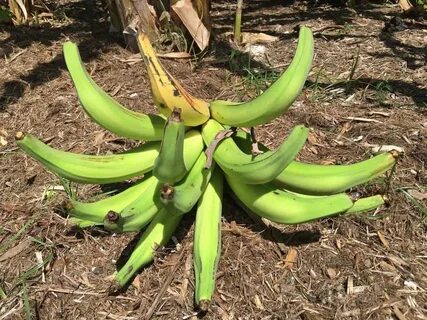10 Types Of Bananas In Indonesia - FactsofIndonesia.com