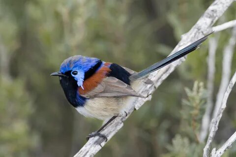 Purple-backed Fairy-Wren at Dhilba Guuranda-Innes National Park South Austr...
