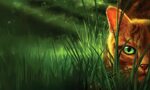 Warrior Cats Wallpapers - 4k, HD Warrior Cats Backgrounds on