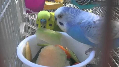 Can Budgies Eat Oranges